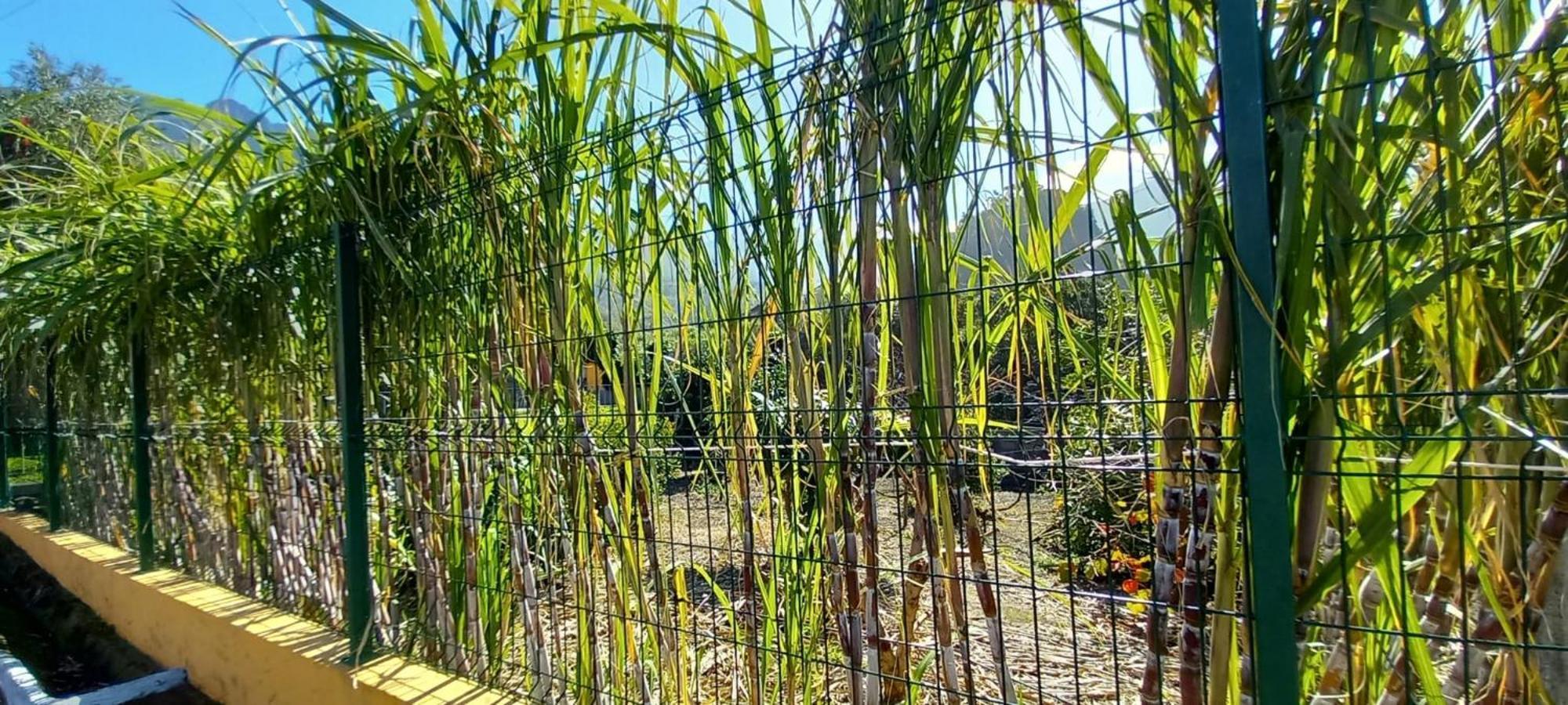 فيلا Refugio Do Limoeiro São Vicente المظهر الخارجي الصورة